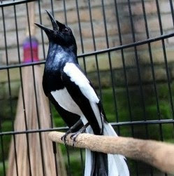 Proses Perawatan Burung Kacer Agar Cepat Ngobra Yang Sudah Terbukti Akurat