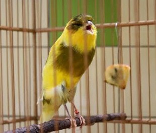 Tips Dan Cara Mengatasi Burung Kenari Agar Anteng Di Tangkringan Tidak Ngeruji