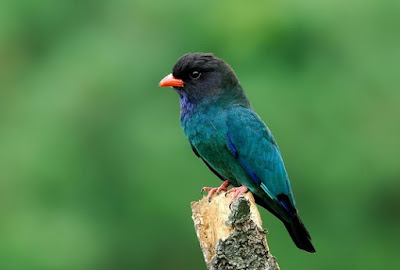 Mengenal Habitat Asli Dan Tempat Sarang Burung Tengkek Buto Di Alam Bebas