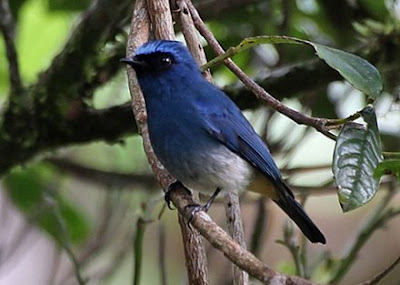 Mengetahui Tempat Sarang Burung Sikatan Ninon Di Habitatnya Alam Bebas