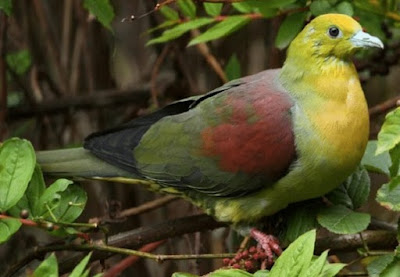Mengenal Dan Mengetahui Tempat Sarang Burung Punai Di Alam Bebas Paling Lengkap