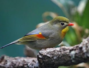 Mengetahui Sarang Burung Robin Di Habitat Aslinya Alam Bebas Terlengkap 