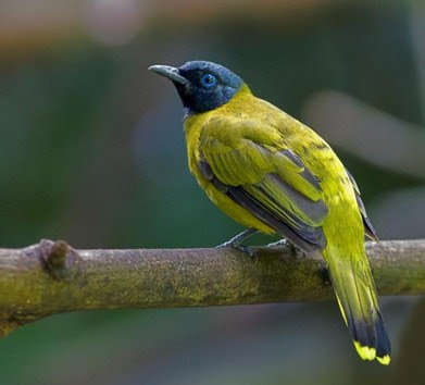 Mengenal Dekat Habitat Dan Sarang Burung Cucak Kurincang Di Alam Liar 