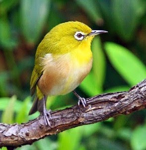 Tips Dan Cara Merawat Burung Pleci Bakalan Muda Hutan Agar Cepat Buka Paruh Paling Lengkap