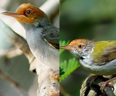 Tips Dan Cara Perawatan Burung Prenjak Bahan Muda Hutan Yang Baik Dan Benar Paling Lengkap
