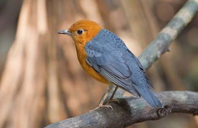 Tips Dan Cara Akurat Merawat Burung Ani Merah Muda Hutan Agar Rajin Ngeriwik 