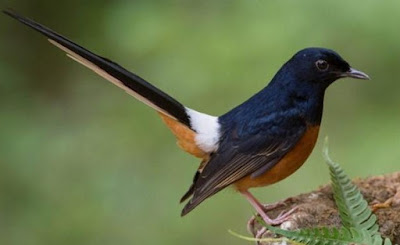 Mengetahui Kelebihan Katuranggaan Burung Murai Batu Paruh Celah Paling Lengkap