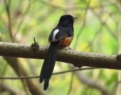 Pemilihan Dan Ciri Ciri Burung Murai Batu Muda Hutan Yang Termasuk Kriteria Bagus Untuk Di Lombakan Terlengkap