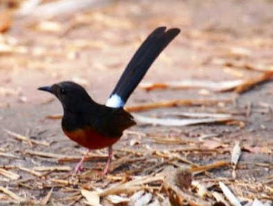 Ramuan Pakan Tradisional Burung Murai Batu Agar Gacor Dan Menjadi Juara