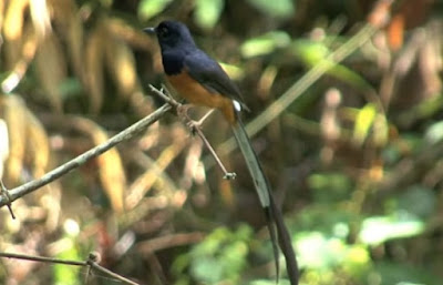 Mengetahui Ciri Ciri Burung Murai Batu Thailand Paling Lengkap Dan Akurat