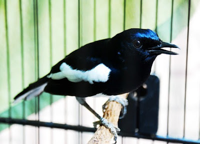 Manpaat Dan Khasiat Pemberian Madu Untuk Burung Kacer Yang Sudah Terbukti