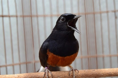 Cara Dan Tips Agar Burung Murai Batu Bisa Tampil Nagen Di Tangkringan Saat Lomba