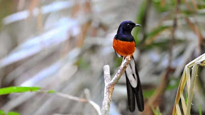 Ciri Ciri Burung Murai Batu Over Birahi Tinggi Dan Cara Mengatasinya Paling Akurat