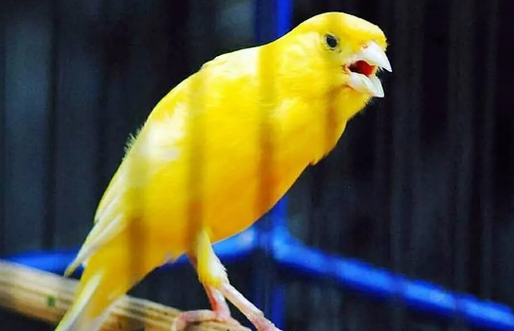 Tips dan Cara Mengatasi Burung Kenari Yang Selalu Ngeruji - Kicau Mania