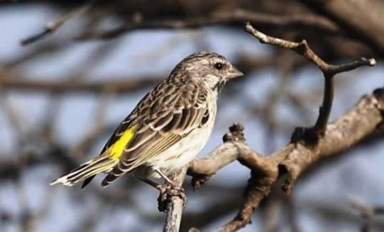 Tips Perawatan Burung Sanger Supaya Cepat Ngerol dan Bersuara Lantang -  Kicau Mania