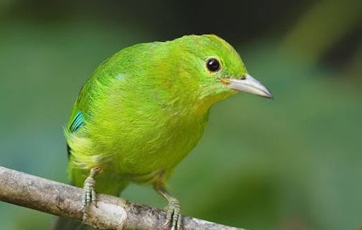 Cara Melatih Burung Cucak Hijau Mini Agar Mau Makan Voer - Kicau Mania