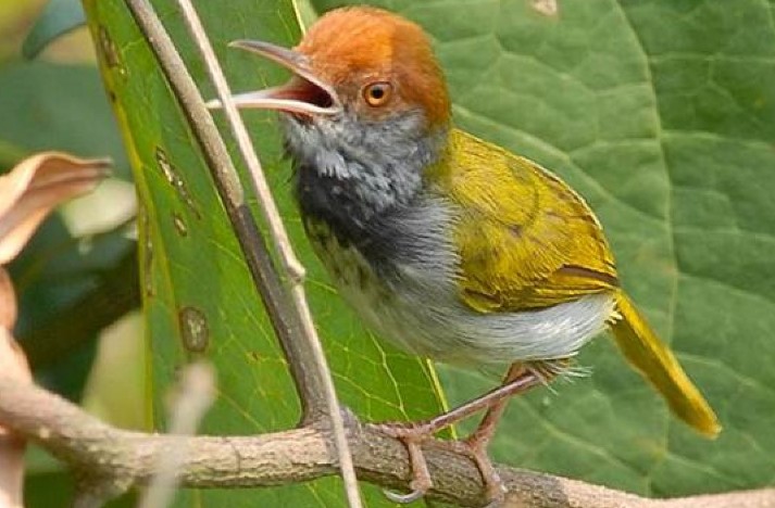 Burung Cinenen: Ciri-ciri, Jenis, Habitat Dan Cara Perawatannya - Kicau  Mania